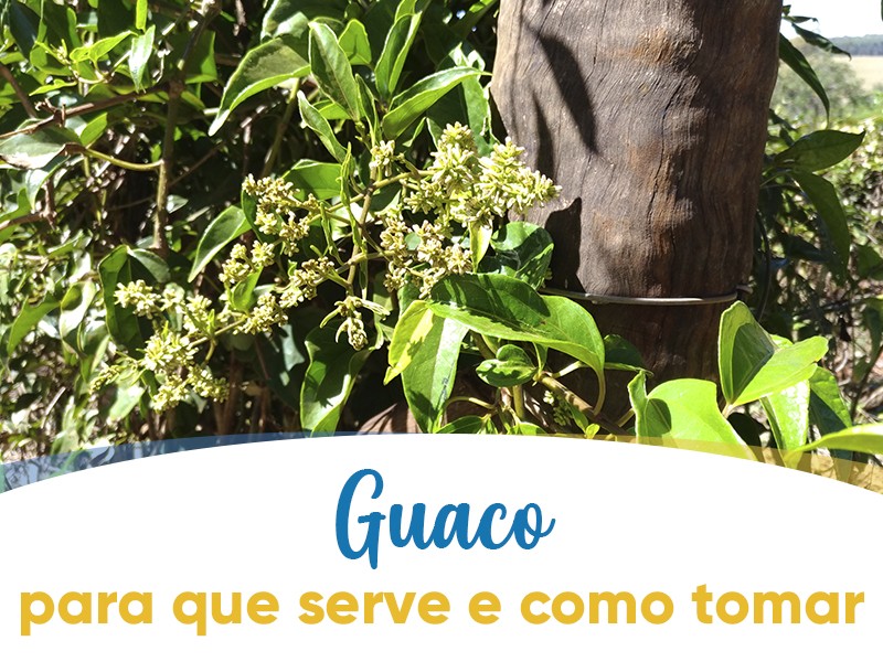 Guaco: para que serve e como tomar